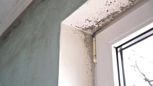 Why You Should Choose Our Mold Remediation Services in Apache, OK